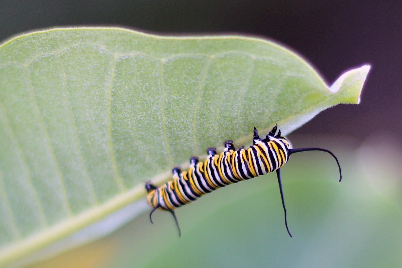 Milkweed Butterflies Are More Murderous Than They Look - The New York Times