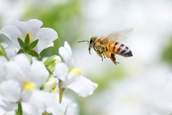 Honey Bee Health Coalition