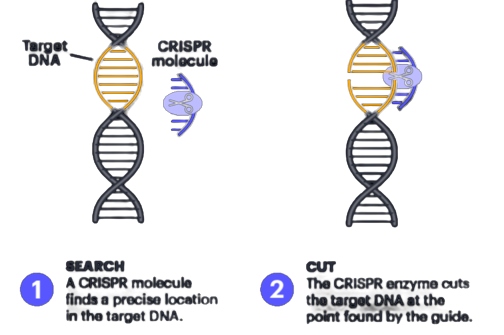 Gene Editing and Societal Engagement Toolkit